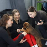 Puppies, people power fundraiser success in Elmsdale